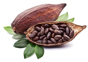 cocoa_bean