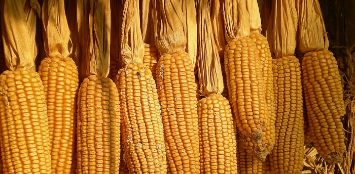 Araştırma Amerika’dan mısır ithalatına bağımlı olan ülkelerin de risk altında olduğunu gösteriyor. Amerika’nın üretimi durdurması durumunda başta Orta Amerika ve Karayipler olmak üzere 21 milyon insan açlık riskiyle karşı karşıya kalacak. 