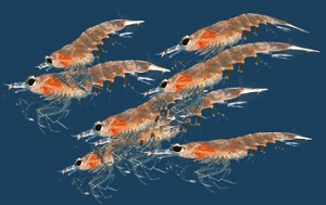 Krill, açık denizlerde yaşayan ve karidese benzeyen küçük, kabuklu bir canlıdır. 