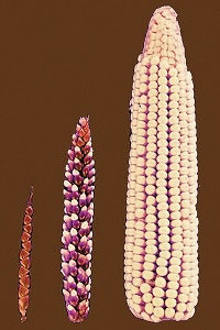 Seçiçi yetiştirmeyle yabani teosinte bitkisi (solda) zaman içinde mısıra dönüşmüştür (sağda). Ortada mısır-teosinte hibriti. (https://tr.wikipedia.org/wiki/Yapay_seçilim)