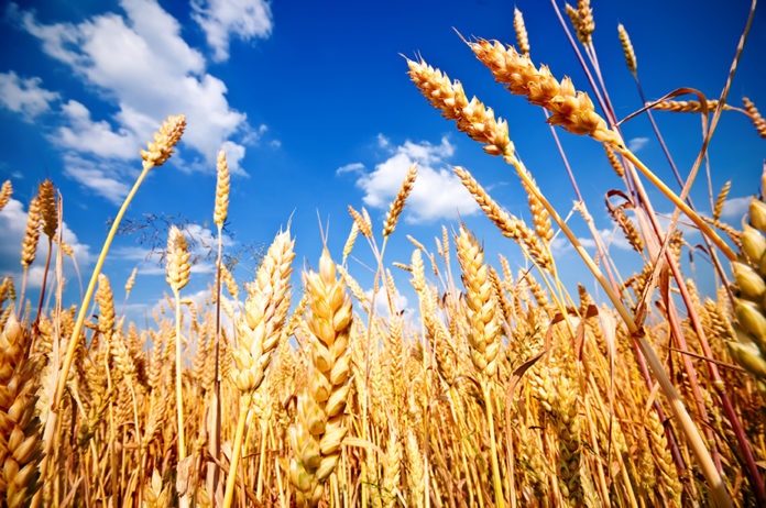 tarım buğday
