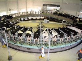 2020’de ticari işletmelerce toplanan süt miktarı yüzde 3,5 arttı