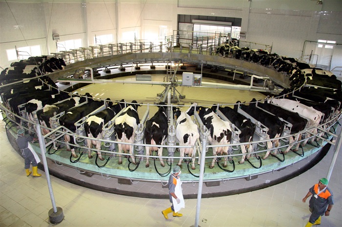 2020’de ticari işletmelerce toplanan süt miktarı yüzde 3,5 arttı