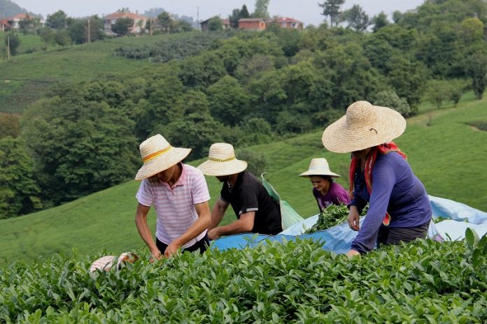 Yaş çay toplama işleminde pandemi tedbirlerinin şimdiden açıklanması talebi