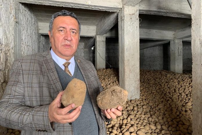 “300 bin ton patates göz göre göre çürümeye terk edildi”
