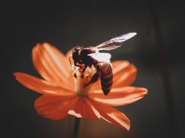 “Arı varsa hayat var!”
