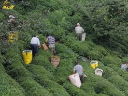 Kahveci: “Yaş çay kilogram fiyatı 4,5 TL’nin altında olmamalı”